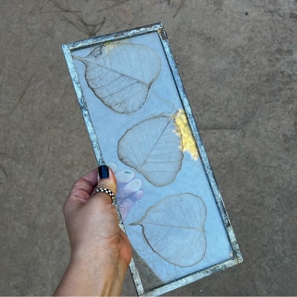 Dried Skeleton Leaves Pressed in Glass Framed Skeletonized Leaves Clear Glass - Picture 7 of 12